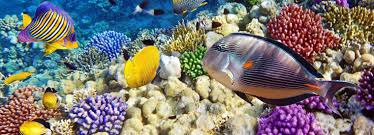 Sharm Private Day Tours & Excursions